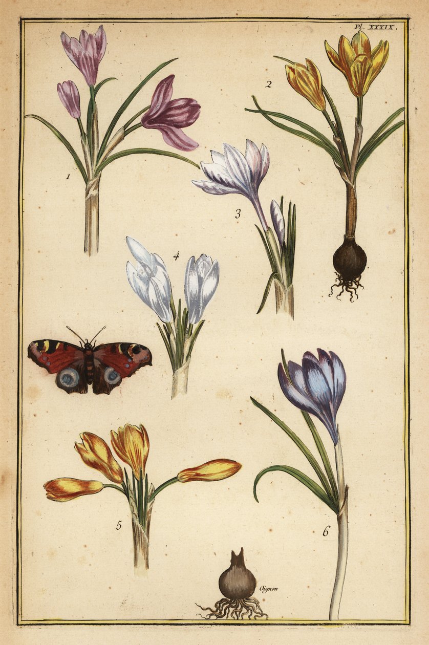 Jarní krokus, Crocus vernus, a evropský paví motýl, Aglais io od Daniel Rabel