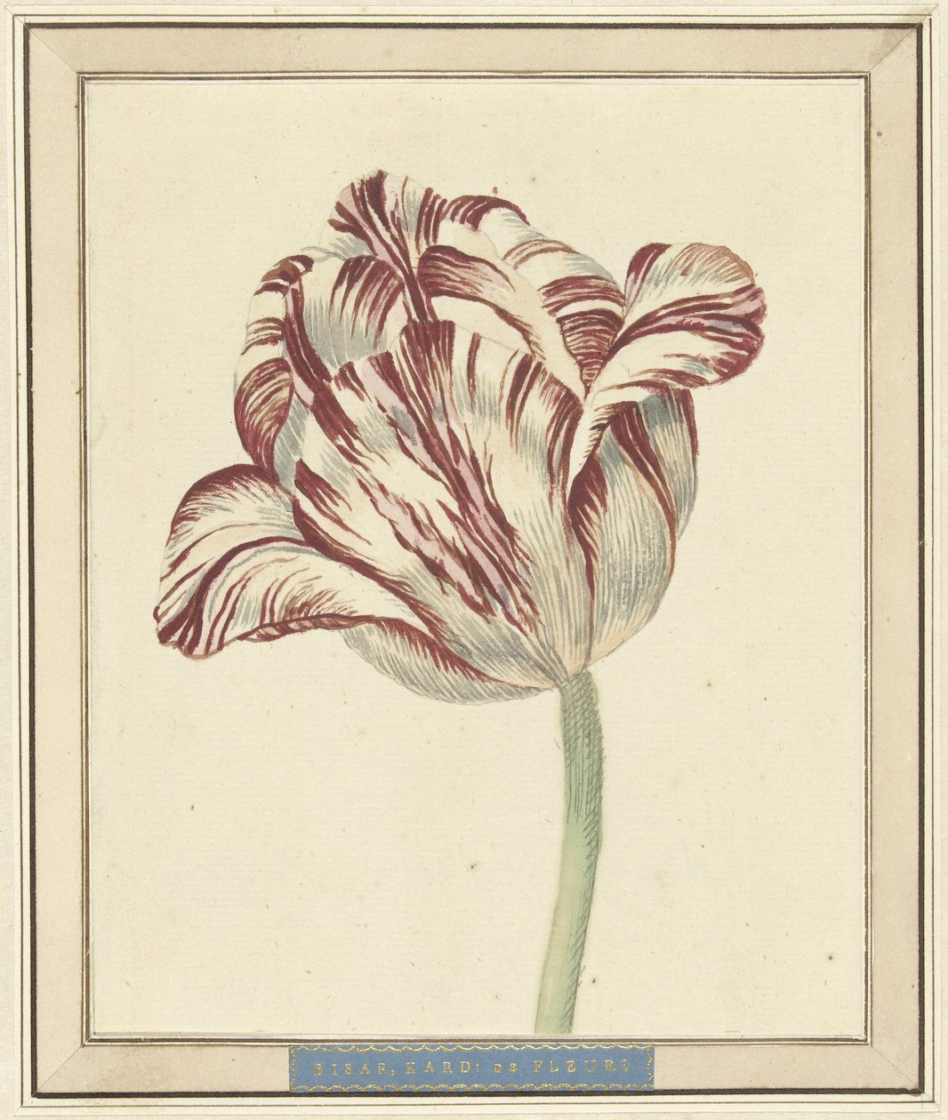 Tulipán, jménem Bisar, kardinál de Fleuri od Daniël Marot (II)
