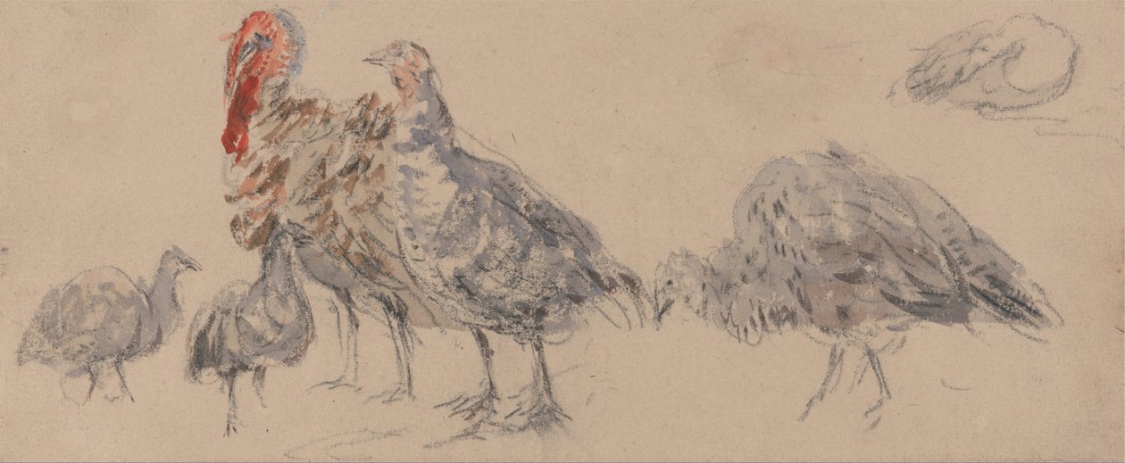 Studie krůt od David Cox