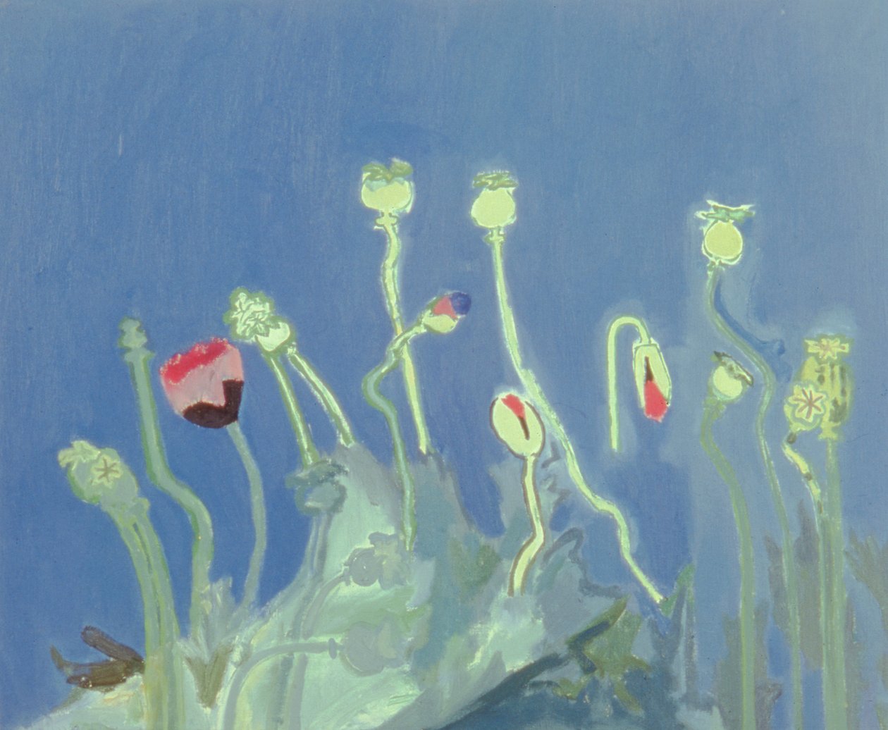 Poppyheads (olej na plátně) od David Alan Redpath Michie