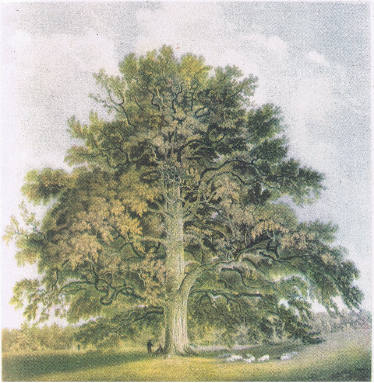 Pollard Willows, Příroda v Británii, vydáno nakladatelstvím Collins, 1946 od David Cox