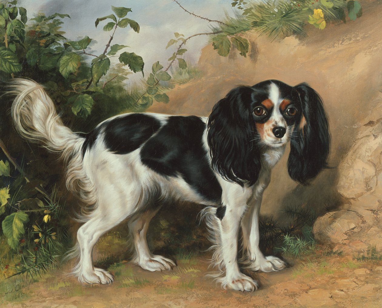 King Charles španěl od David Cunliffe
