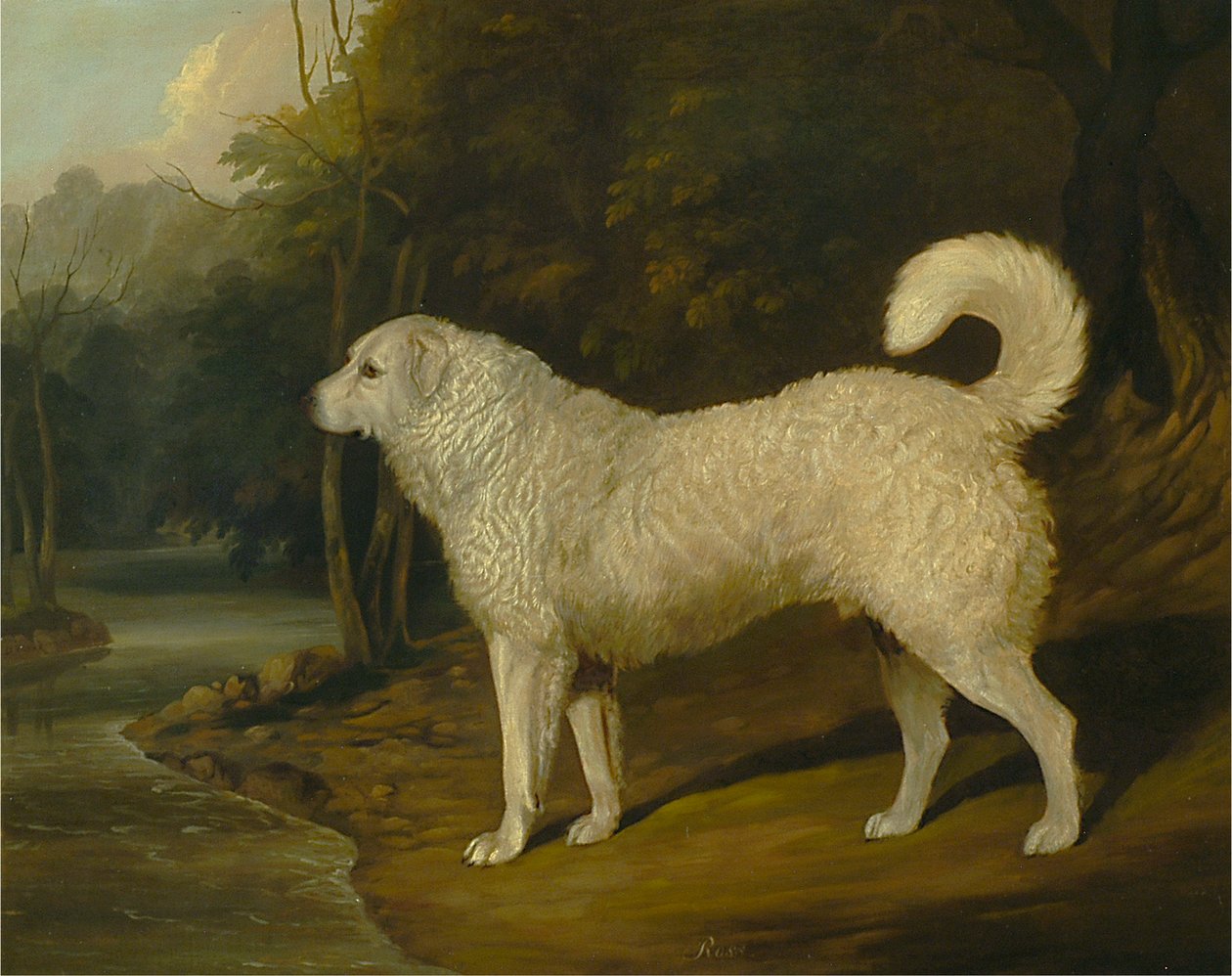 Portrét psa, Ross od David Dalby of York