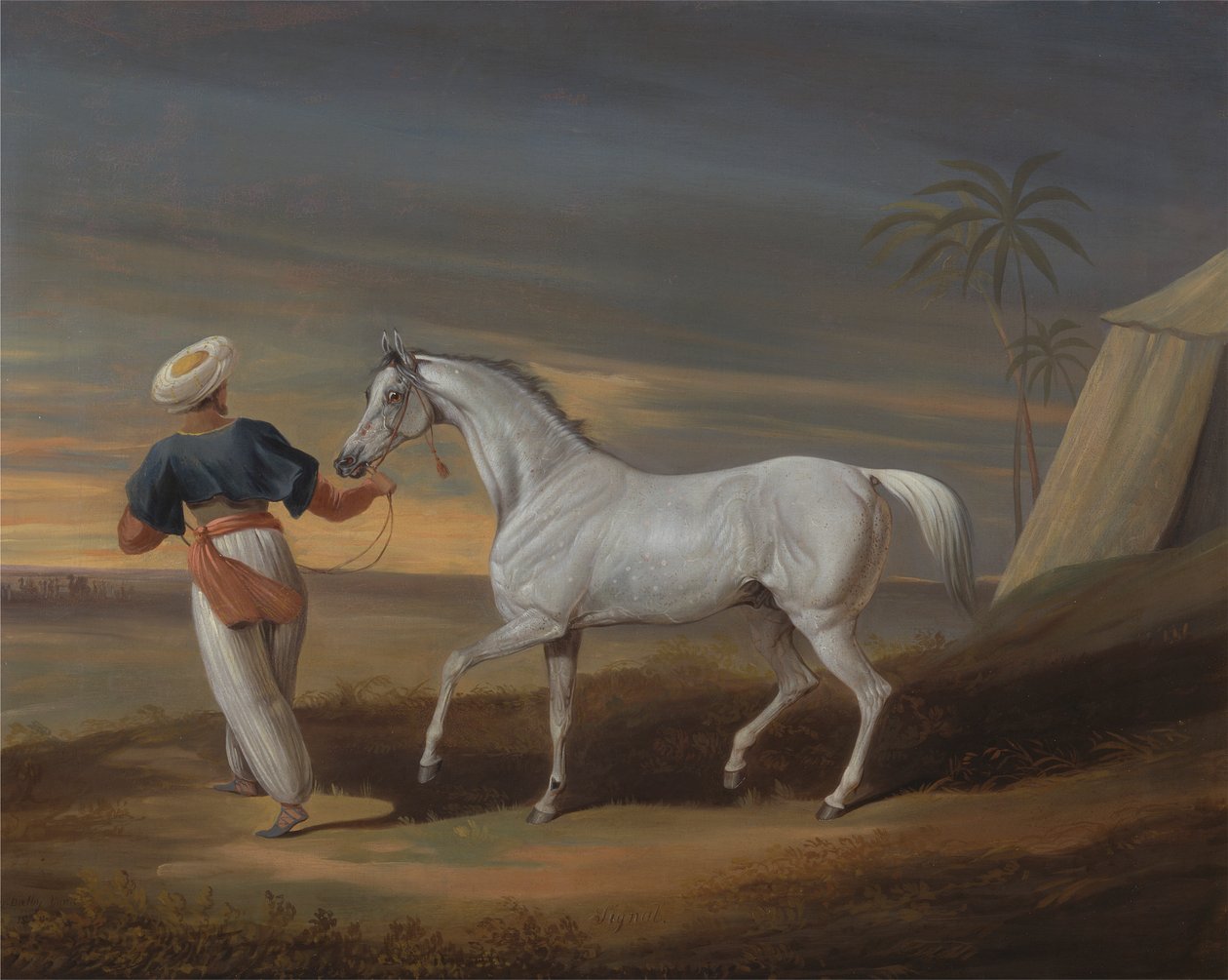 Signal, Šedý Arab, s ženichem v poušti od David Dalby of York