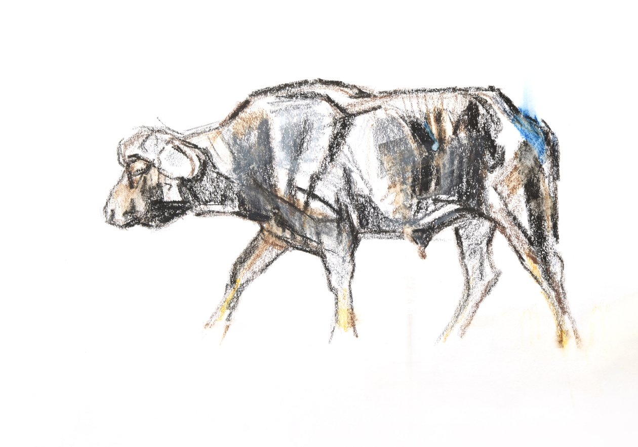 Buvol africký, 2020 (pastel a akvarel na papíře) od David Mayer