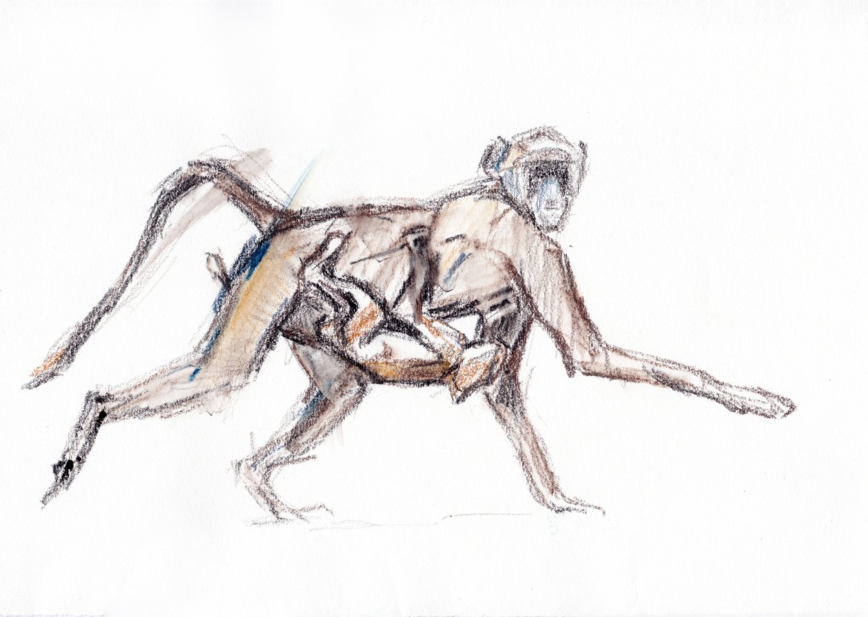 Pavián a mláďata, 2020 (pastel na papíře) od David Mayer