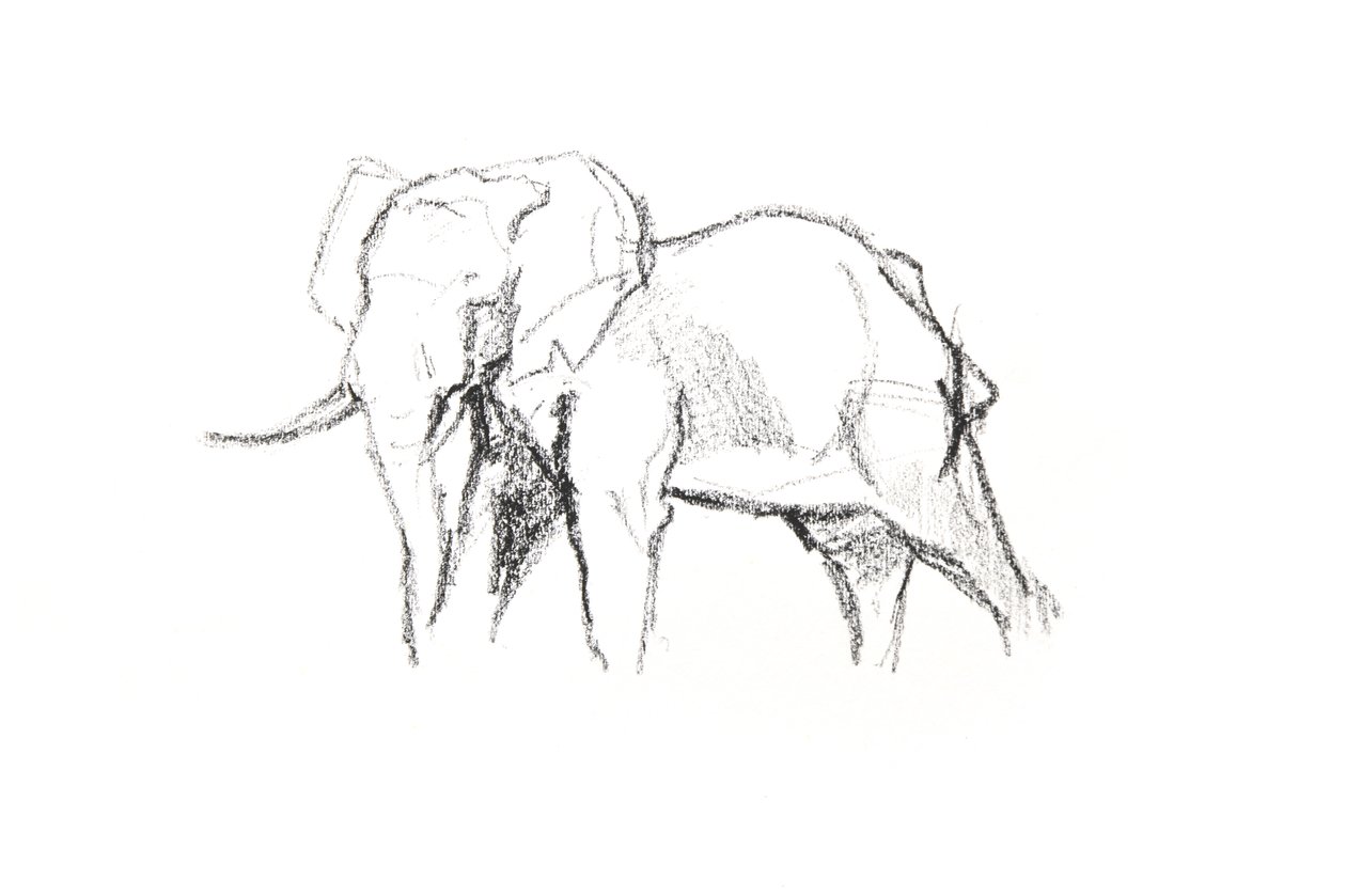 Bull Elephant, 2021 (pastel na papíře) od David Mayer