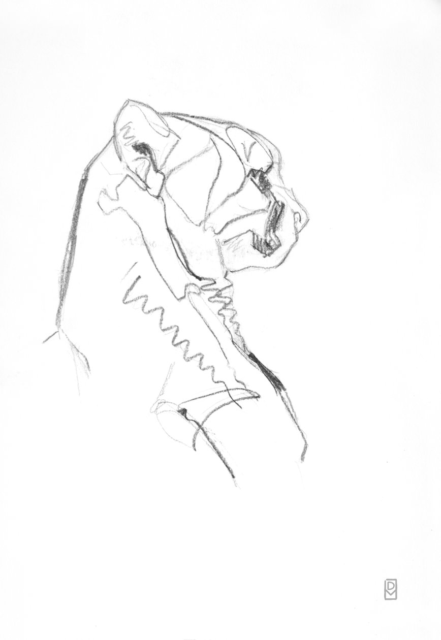 Gepard, 2014 (grafit na papíře) od David Mayer