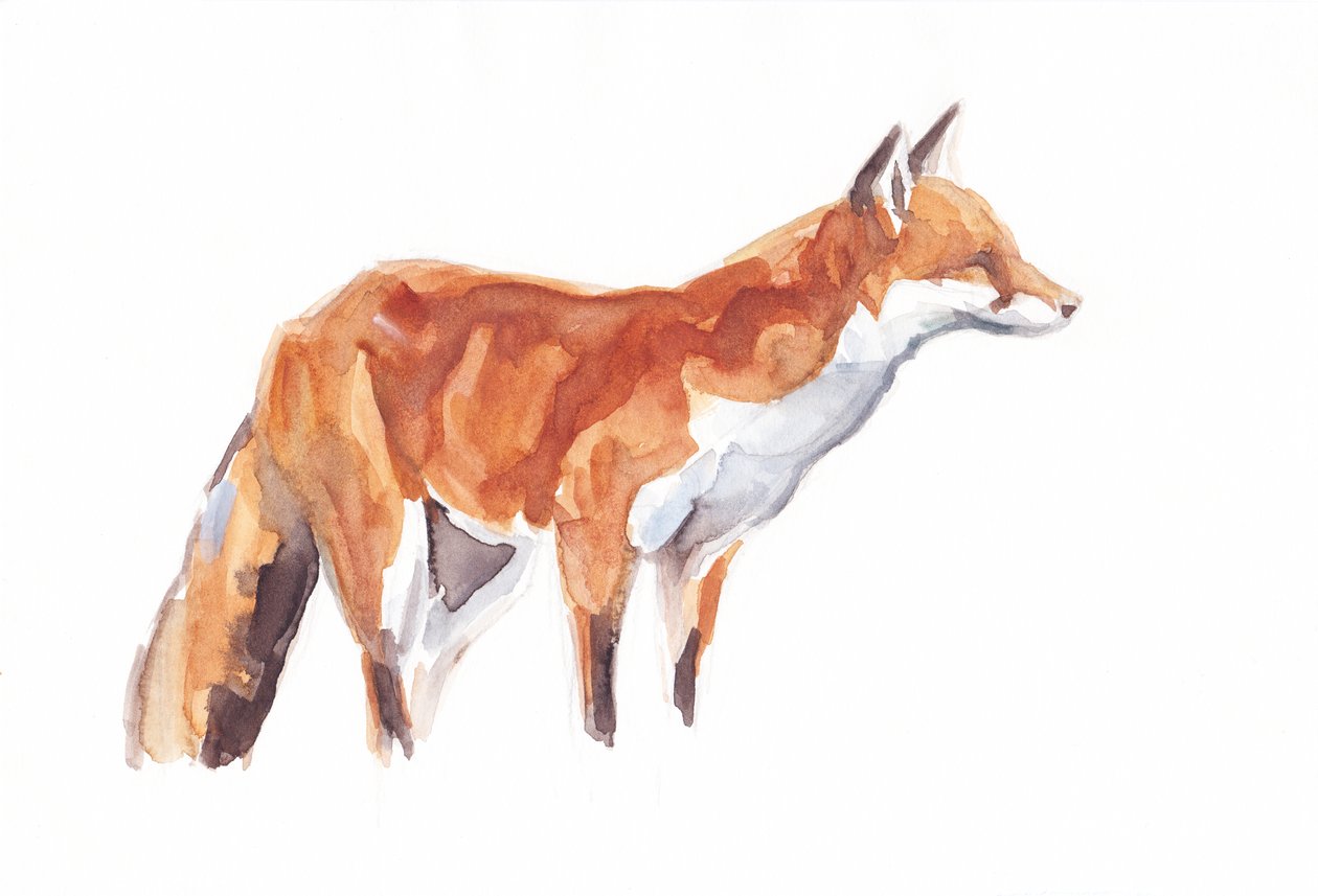 Fox, 2021 (pastel a akvarel na papíře) od David Mayer