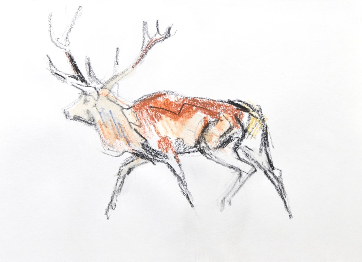 Red Deer Stag, 2020 (akvarel na papíře) od David Mayer