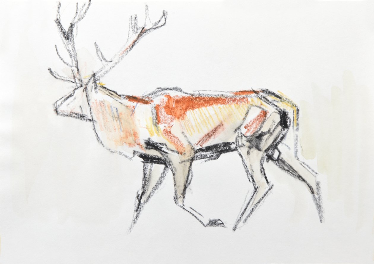 Red Deer Stag, 2020 (akvarel na papíře) od David Mayer