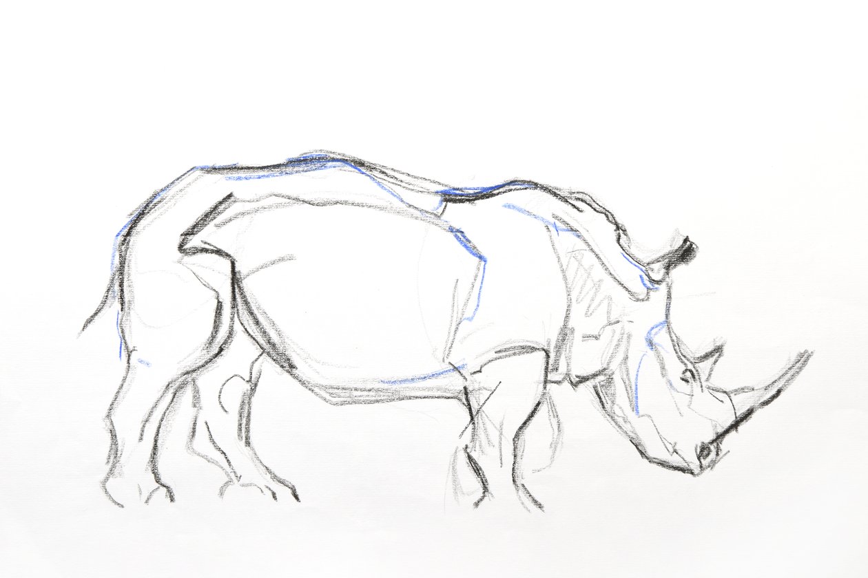 Bílý nosorožec, 2021 (pastel a akvarel na papíře) od David Mayer