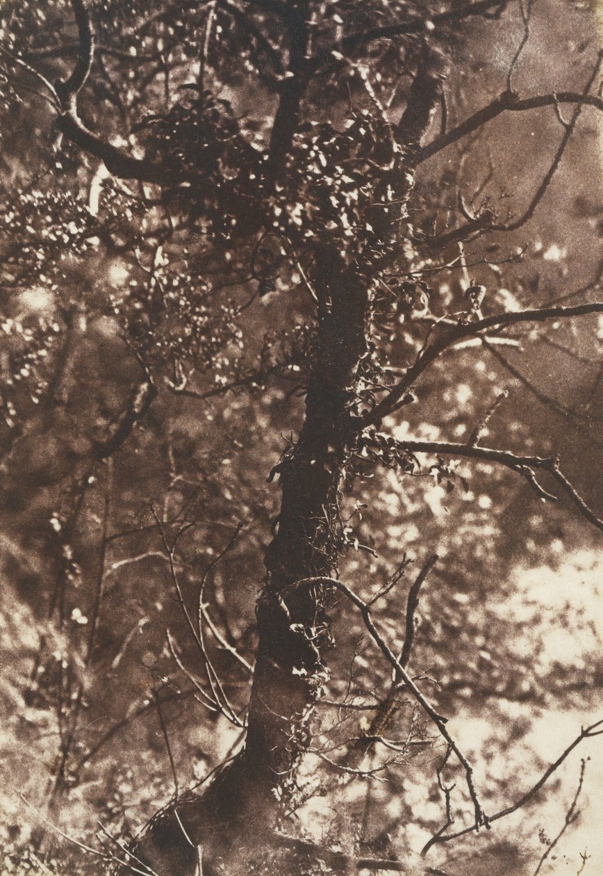 The Fairy Tree at Colinton, 1846. Tvůrci: David Octavius Hill, Robert Adamson, Hill & Adamson. od Hill and Adamson