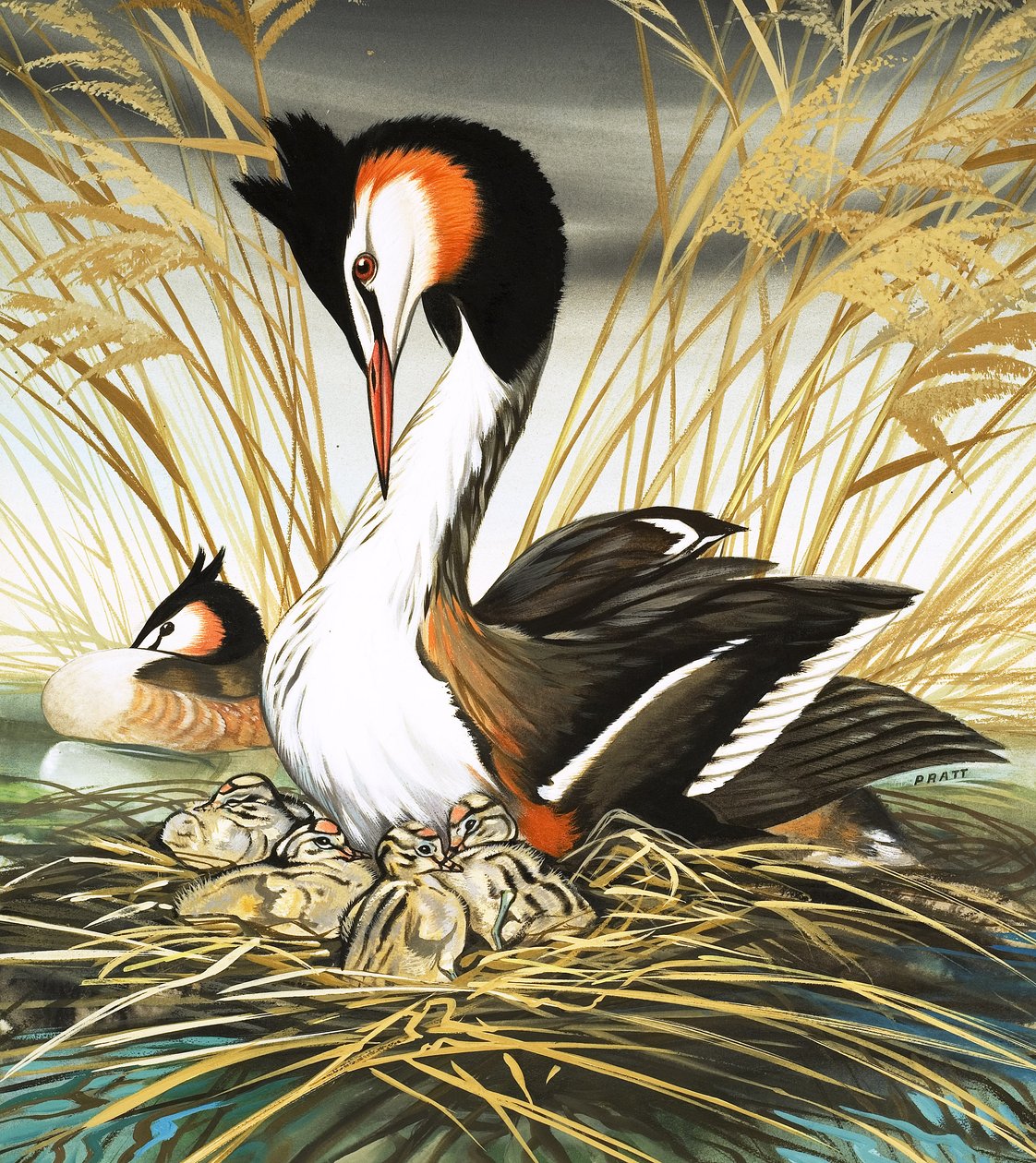 Chřástal polní, ilustrace z knihy "Bylo nebylo" (kvaš na papíře) od David Pratt