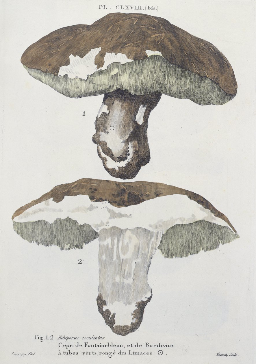 Tubiporus esculentus, deska 168 z 