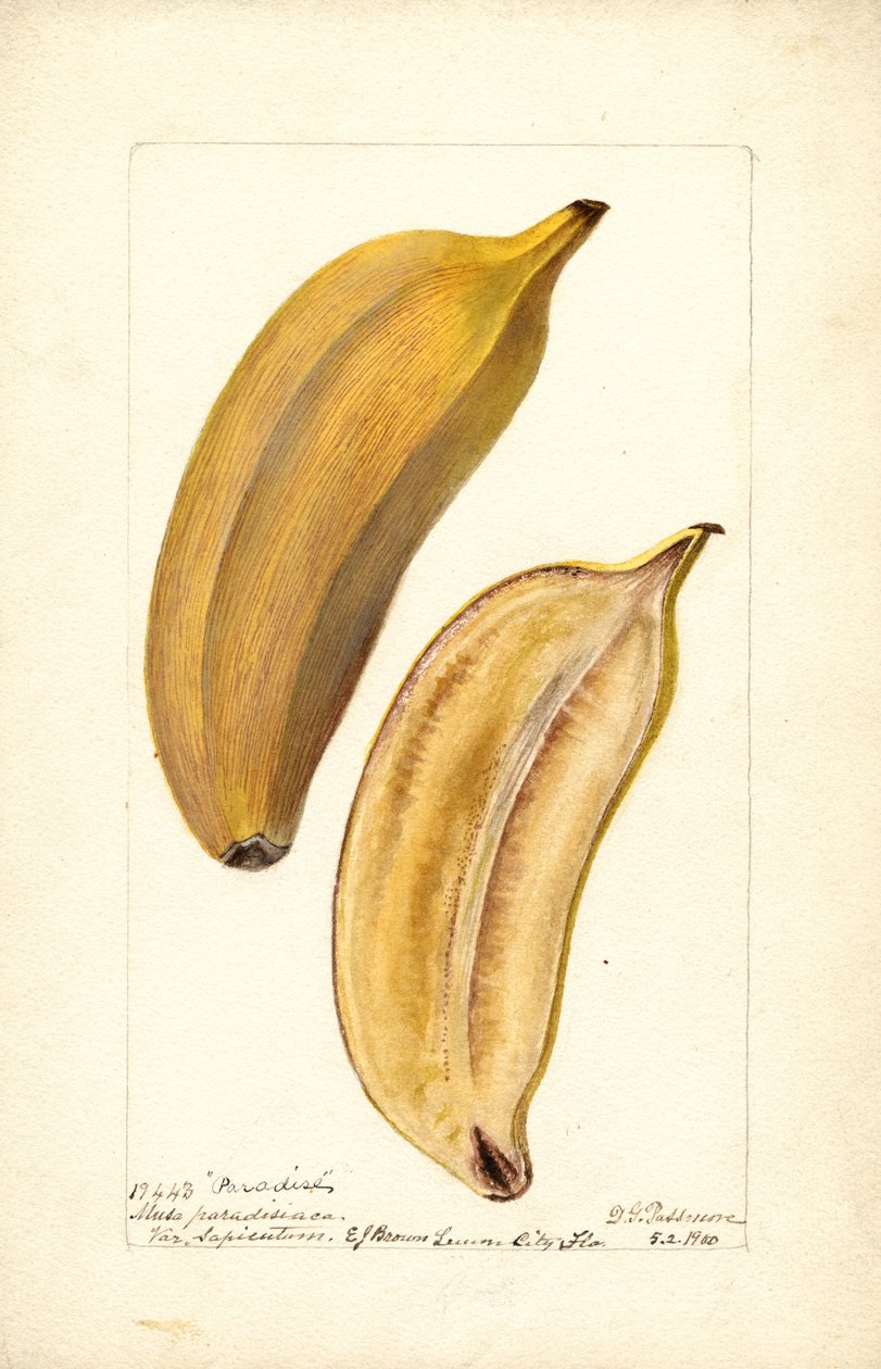 Banány (Musa: Paradise) (toaleta) od Deborah Griscom Passmore