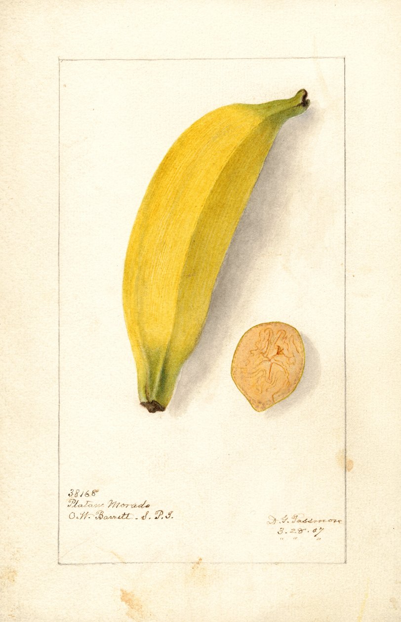 Banány ( Musa: Purple Banana) (akvarel) od Deborah Griscom Passmore