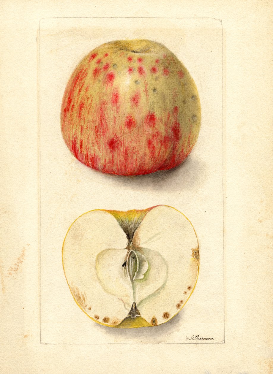 Hořká jablka (Malus domestica) (akvarel) od Deborah Griscom Passmore