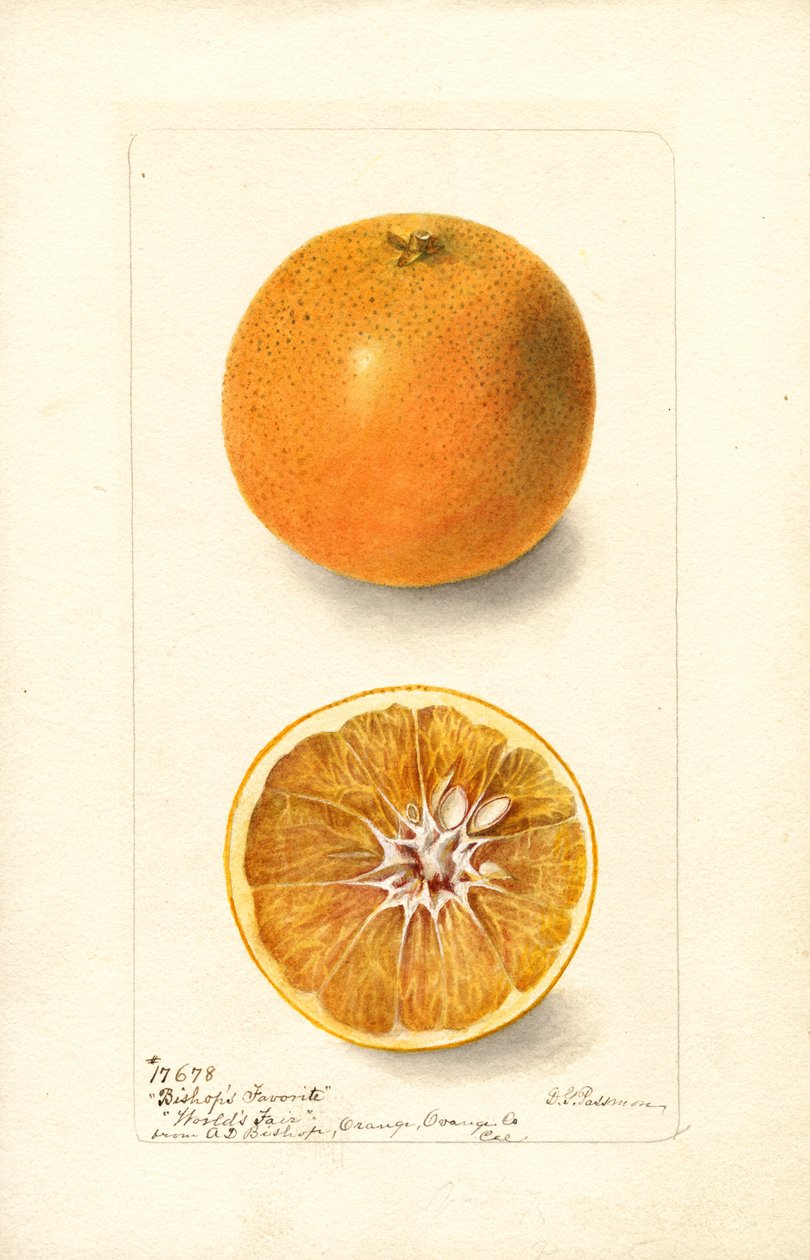 Pomeranče (Citrus sinensis: Bishops Favorite) (akvarel) od Deborah Griscom Passmore