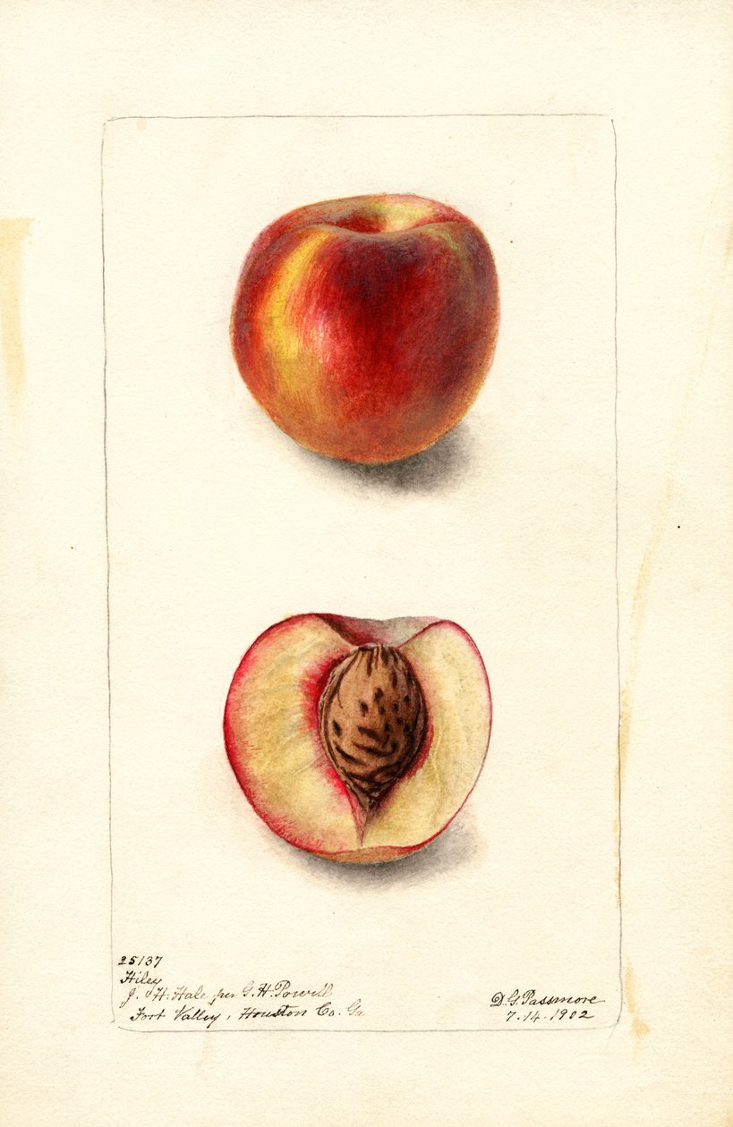Broskve (Prunus persica: Hiley) (akvarel) od Deborah Griscom Passmore