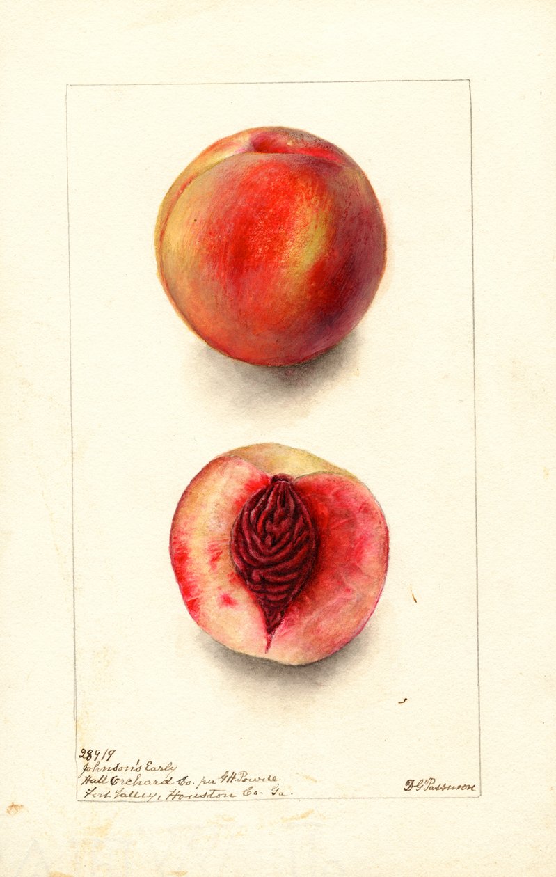 Broskve (Prunus persica: Johnsons Early) (akvarel) od Deborah Griscom Passmore