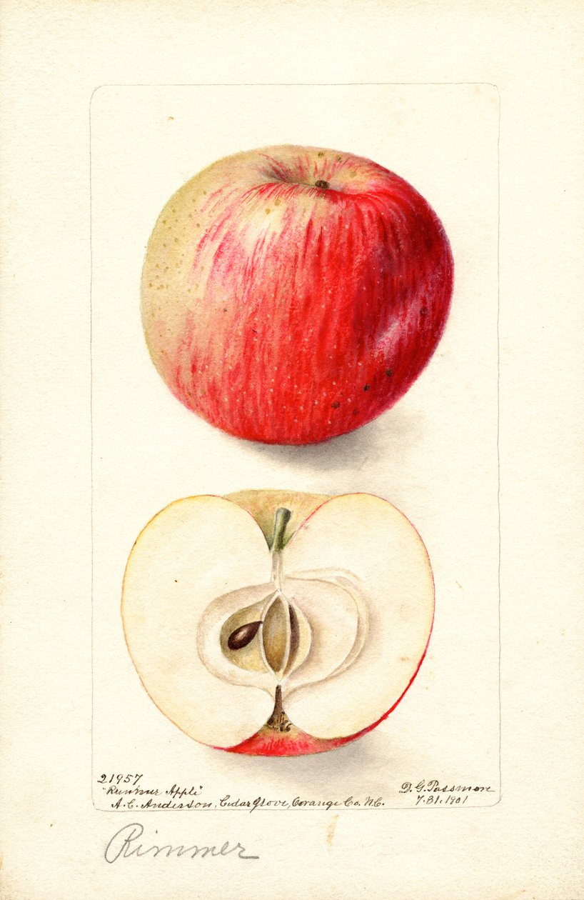 Jablka RIMMER (Malus domestica) (akvarel) od Deborah Griscom Passmore