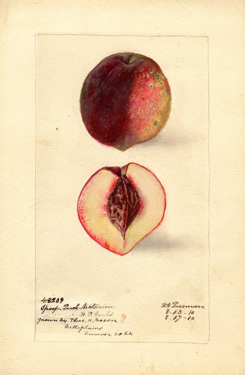 Sportovní broskvoň (Prunus persica) (akvarel) od Deborah Griscom Passmore