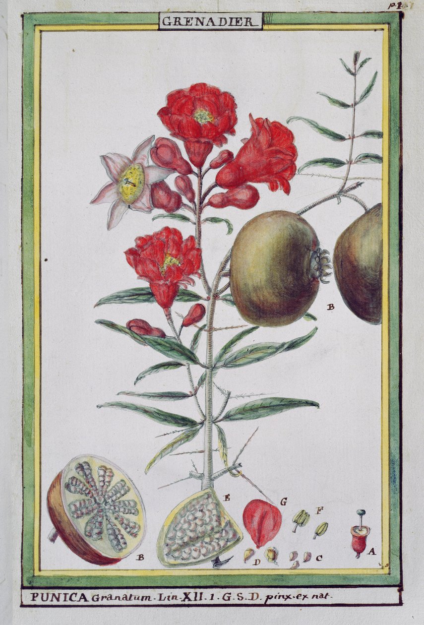 Strom granátového jablka, z Florindie ou Historie physico-economique des vegetaux de la Torride, 1789 od Delahaye