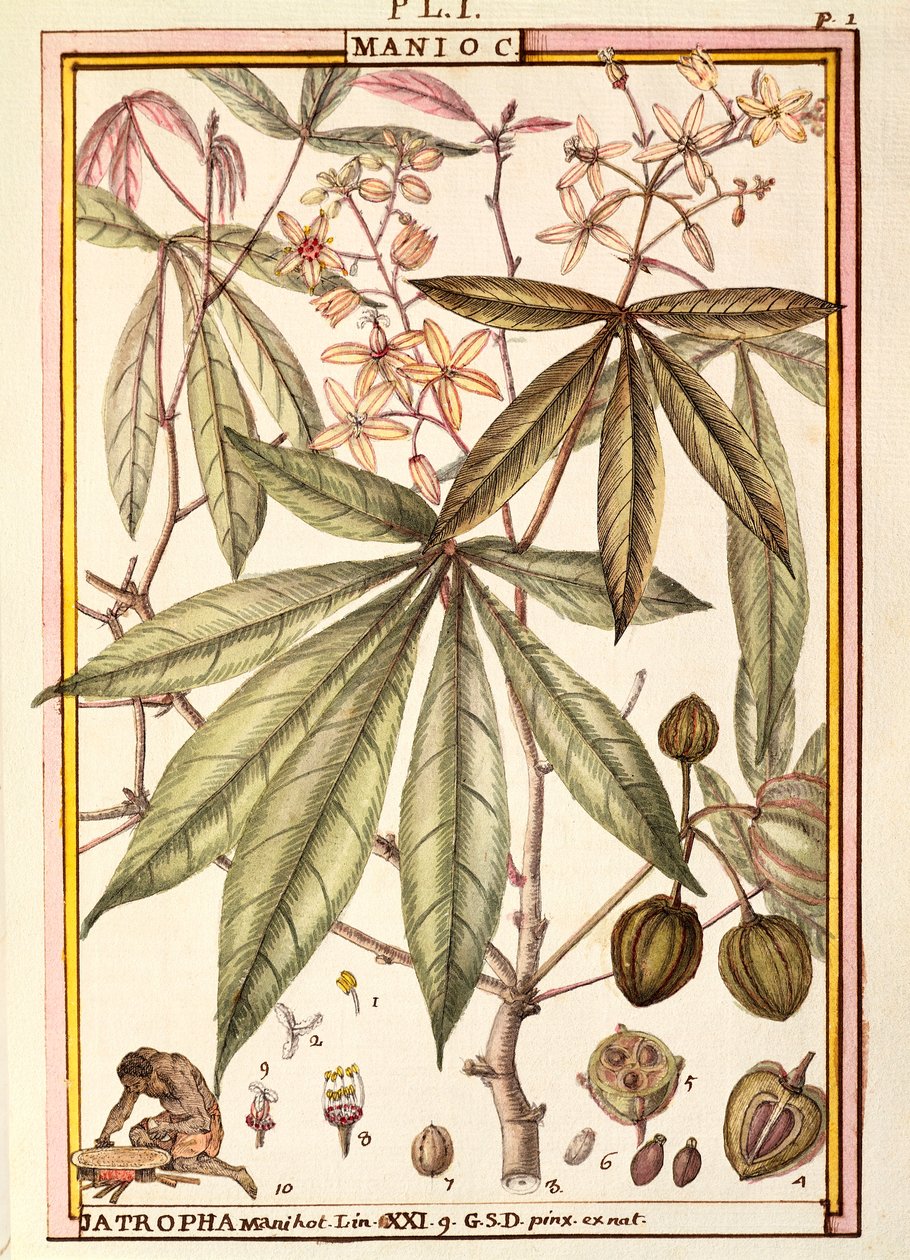 Cassava (Jatropha manihot), od Delahaye, akvarel od Delahaye Delahaye