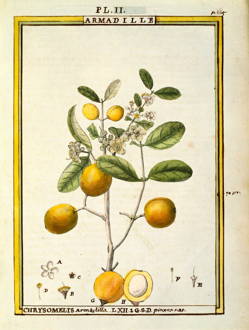 Chrysomelis Armadilla, akvarel od Delahaye od Delahaye Delahaye