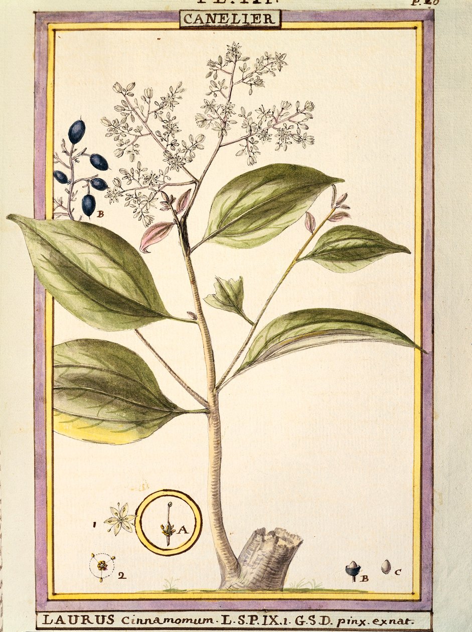 Skořice (Laurus cinnamomum), akvarel od Delahaye od Delahaye Delahaye