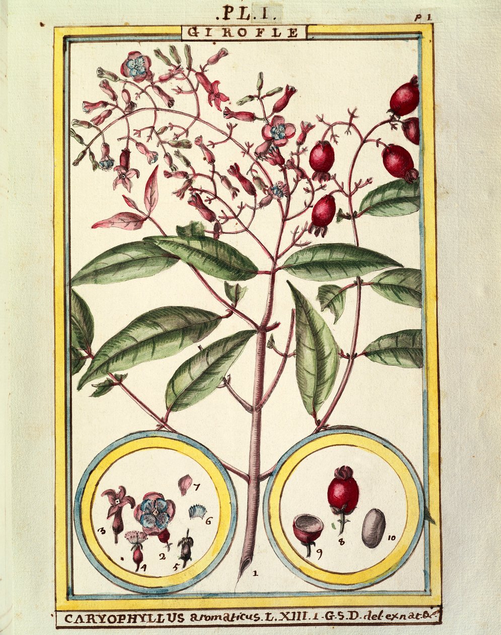 Hřebíček (Caryophyllus Aromaticus), akvarel od Delahaye od Delahaye Delahaye