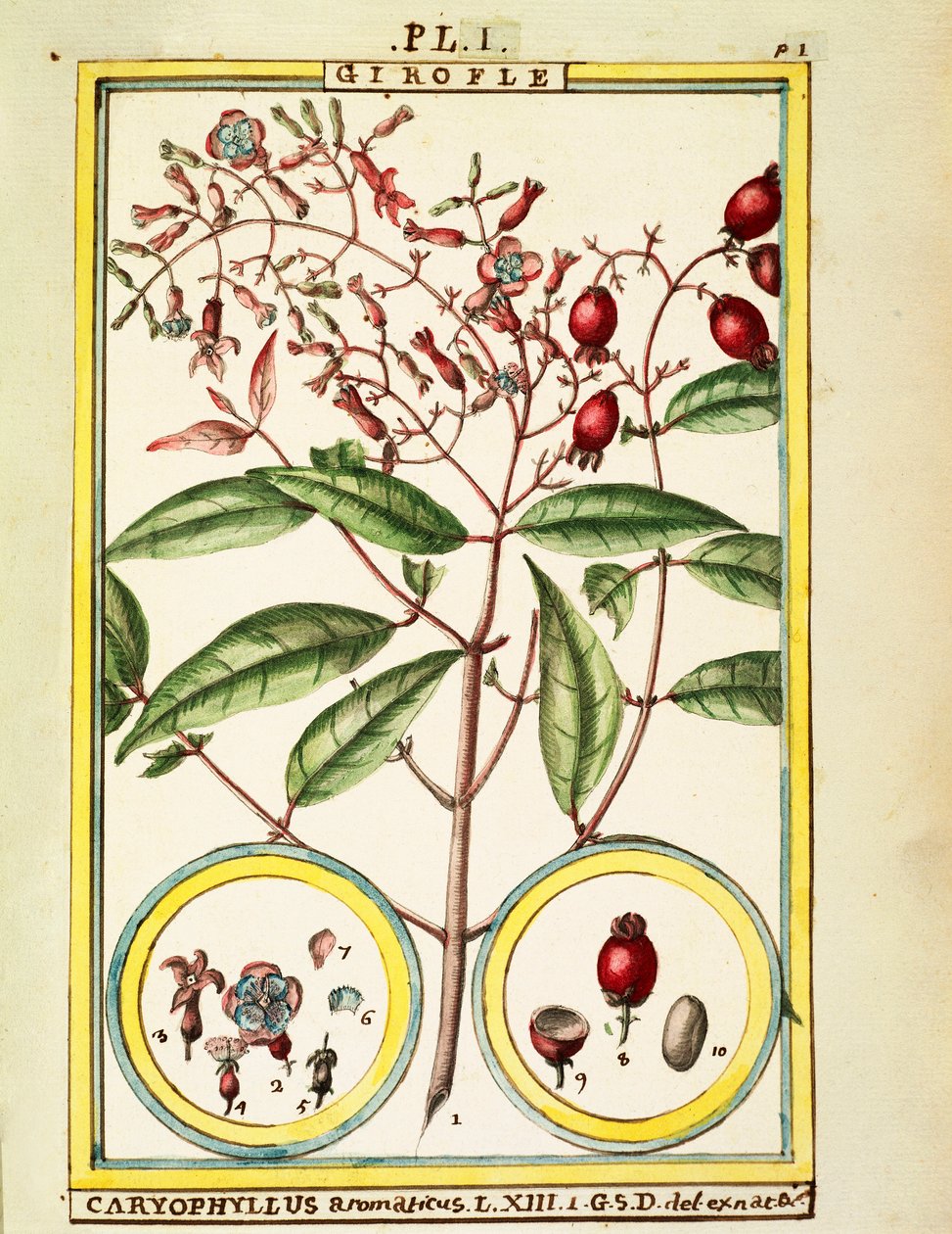 Hřebíček (Caryophyllus Aromaticus), akvarel od Delahaye od Delahaye Delahaye