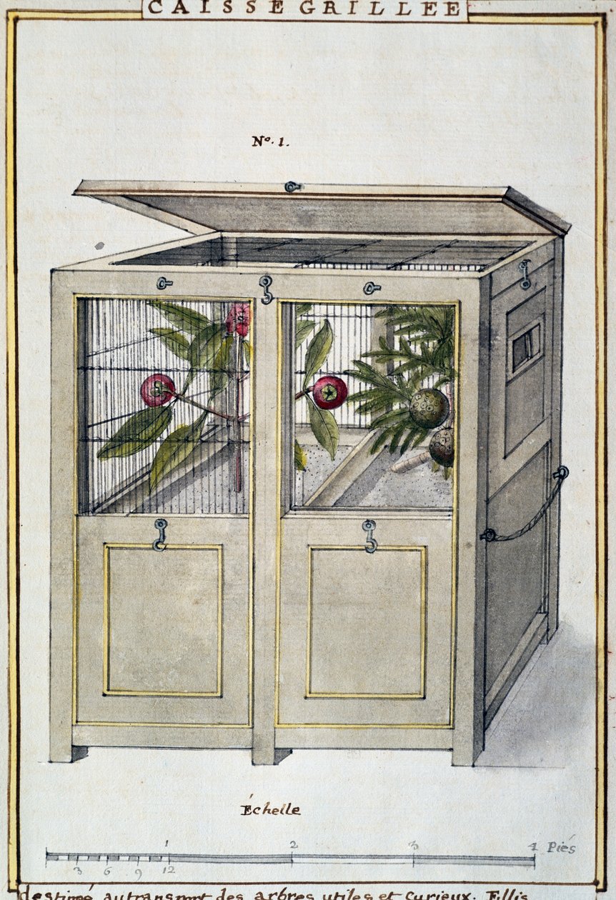 Kontejner na přepravu užitečných a zajímavých stromů, akvarel od Delahaye, podle Florindie ou Histoire physico-economique des vegetaux de la Torride (Fyzikálně-ekonomická historie rostlin z tropů) od Delahaye Delahaye