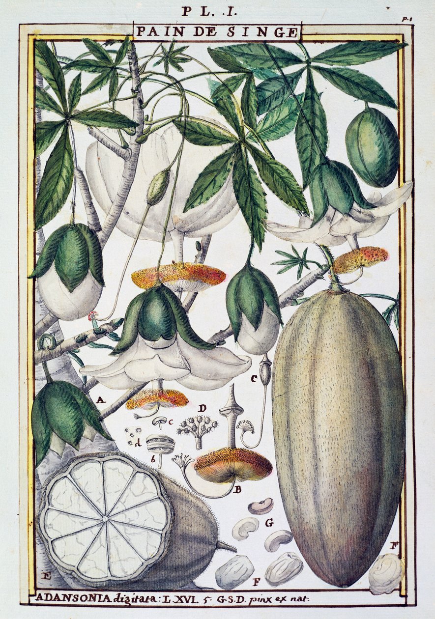 Plody a květy stromu baobab (Adansonia digitata) od Delahaye, z Florindie nebo Historie fyzikálně-ekonomické des Vegetaux de la Torride od Delahaye Delahaye