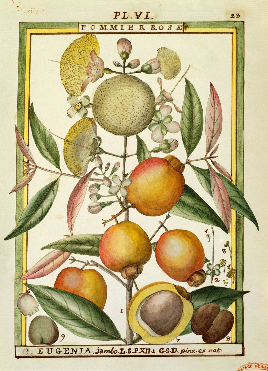 Malabarská švestka nebo růžové jablko (Eugenia Jambos nebo Syzygium Jambos), akvarel od Delahaye od Delahaye Delahaye