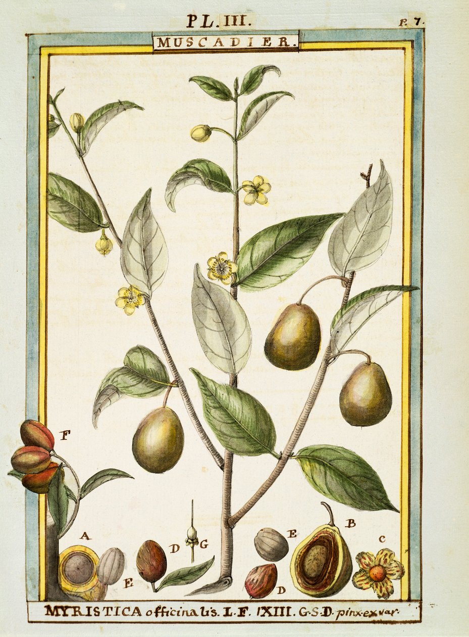 Muškátový oříšek (Myristica fragrans nebo officinalis), akvarel od Delahaye od Delahaye Delahaye