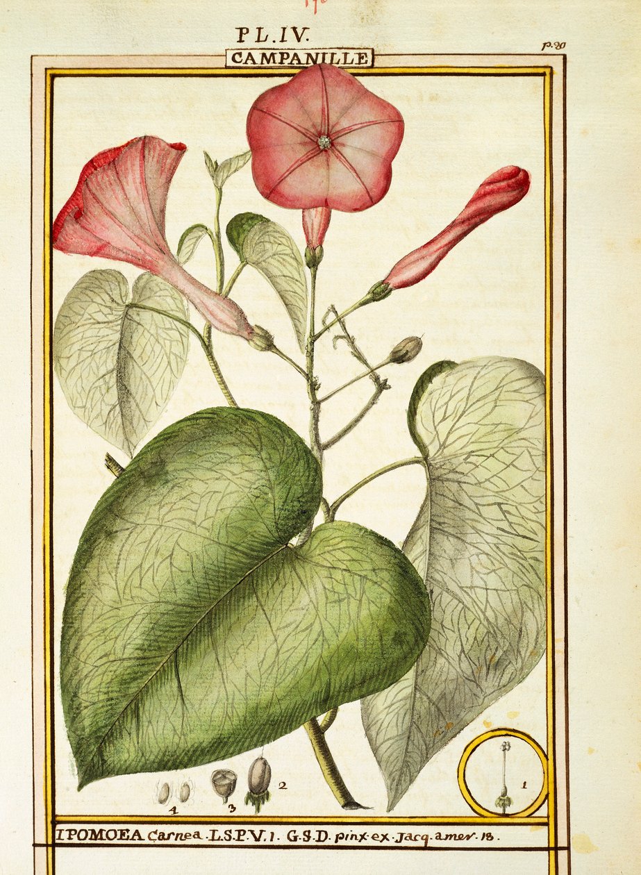 Pink Morning Glory (Ipomoea Carnea), akvarel od Delahaye od Delahaye Delahaye