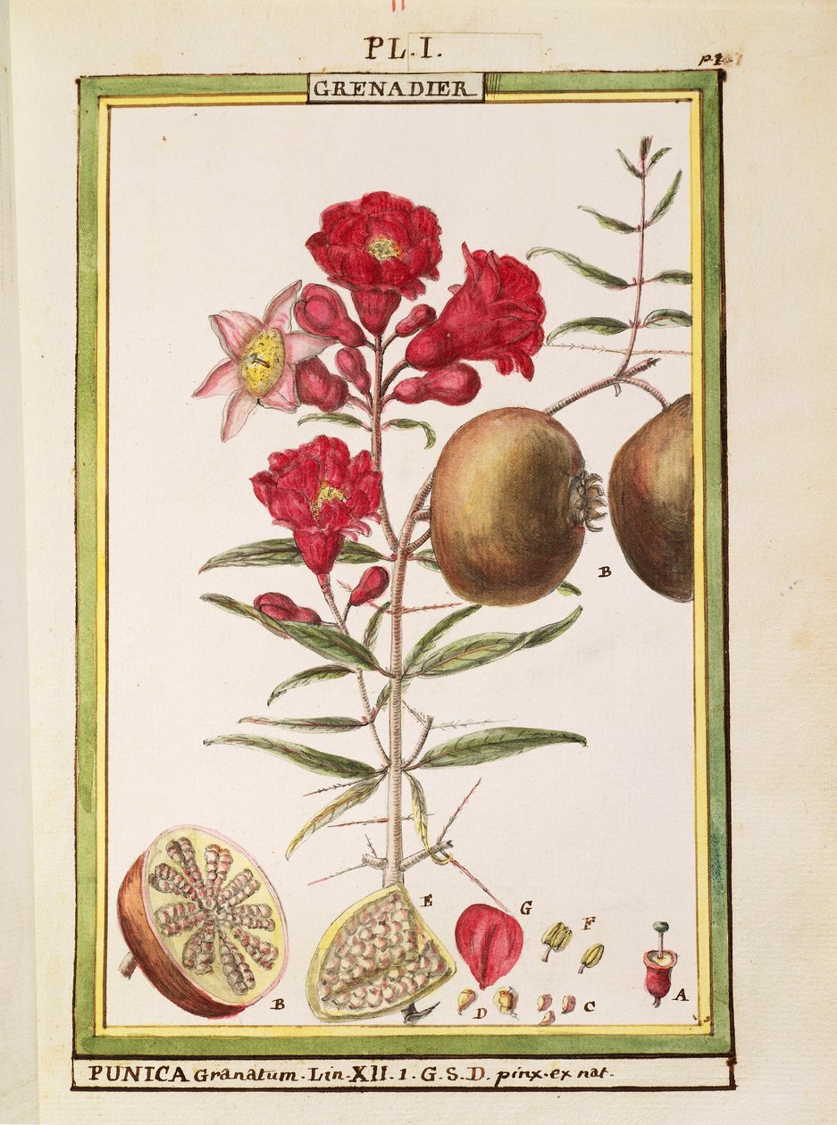 Granátové jablko (Punica granatum), akvarel od Delahaye od Delahaye Delahaye