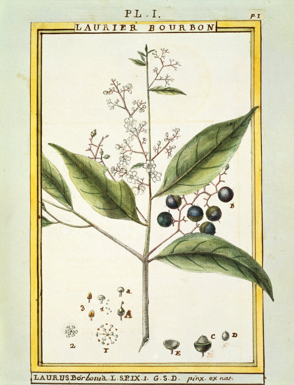 Red Bay Tree (Laurus borbonia nebo Persea carolinensis), akvarel od Delahaye od Delahaye Delahaye