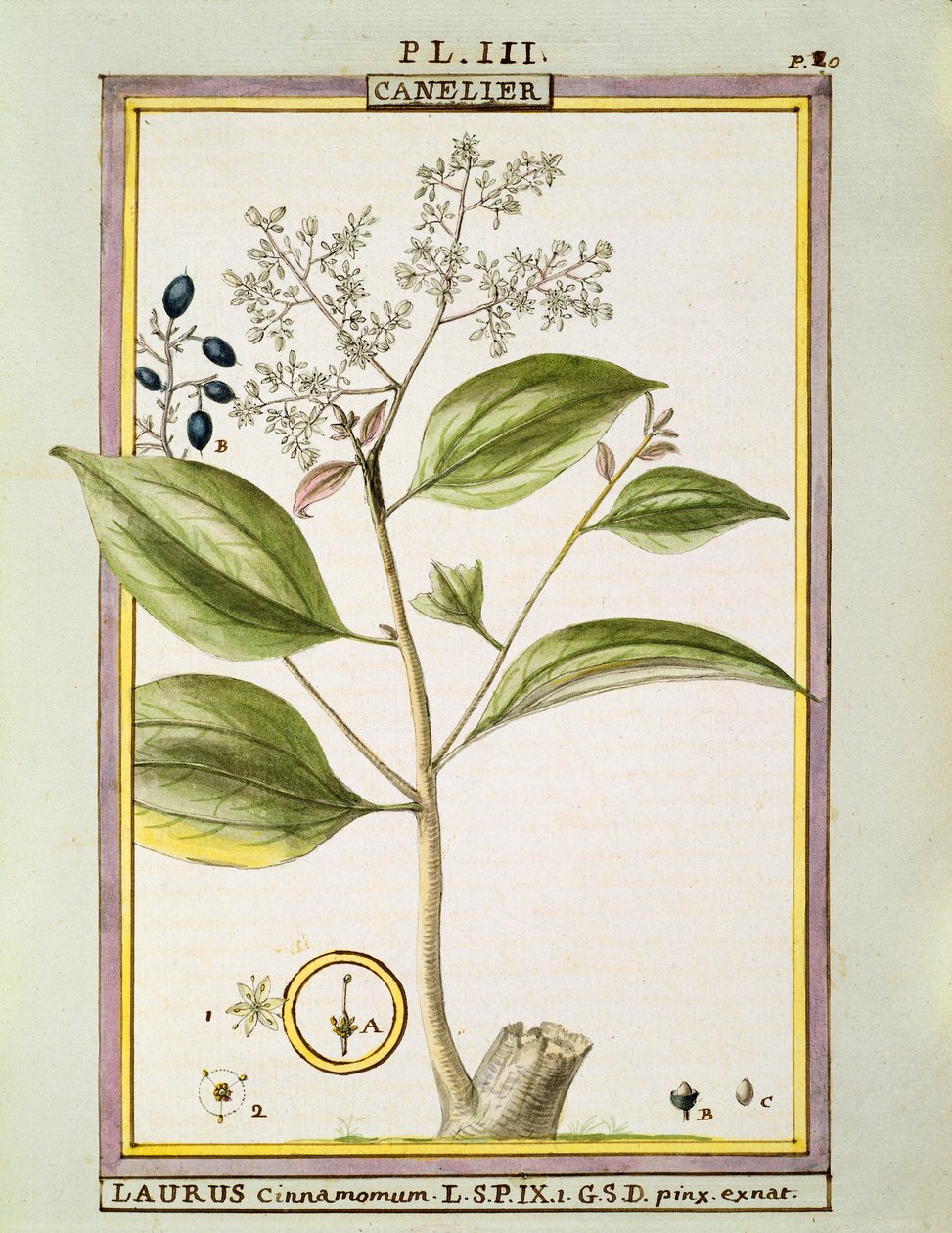 Pravá skořice (Cinnamomum Verum), akvarel od Delahaye od Delahaye Delahaye