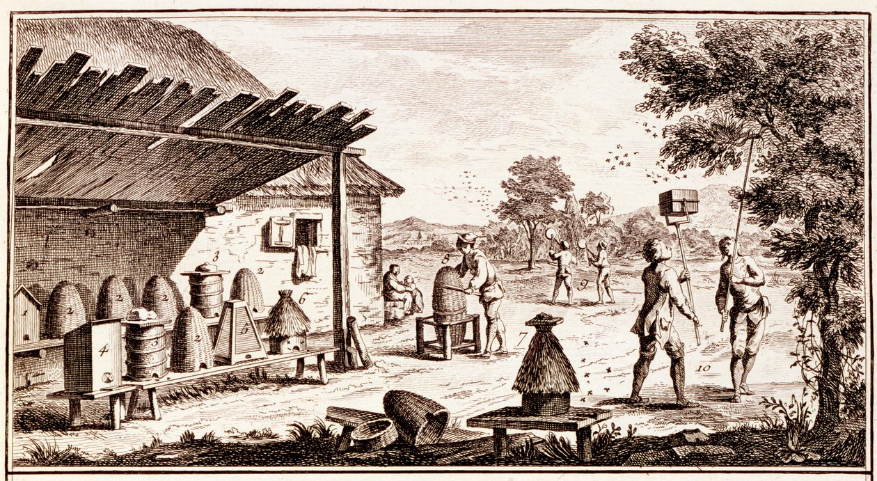 Včelařství, od Dictionary of Sciences, c.1770 detail rytiny 746836 od Denis Diderot