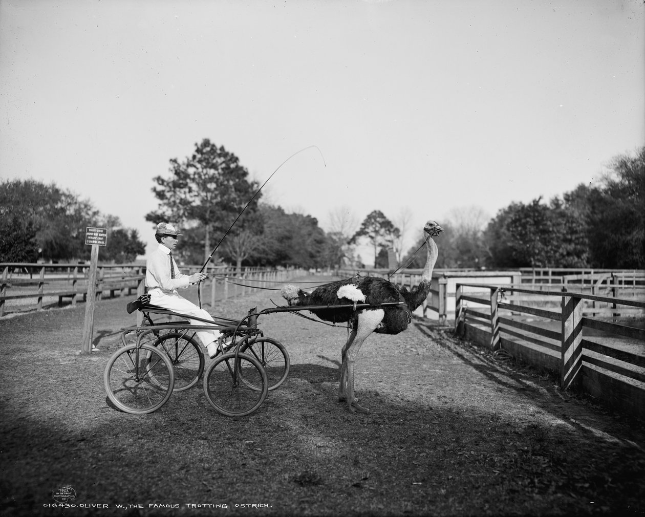 Oliver W., slavný pštros v klusu, na Floridské pštrosí farmě, Jacksonville, 1903 od Detroit Publishing Co.