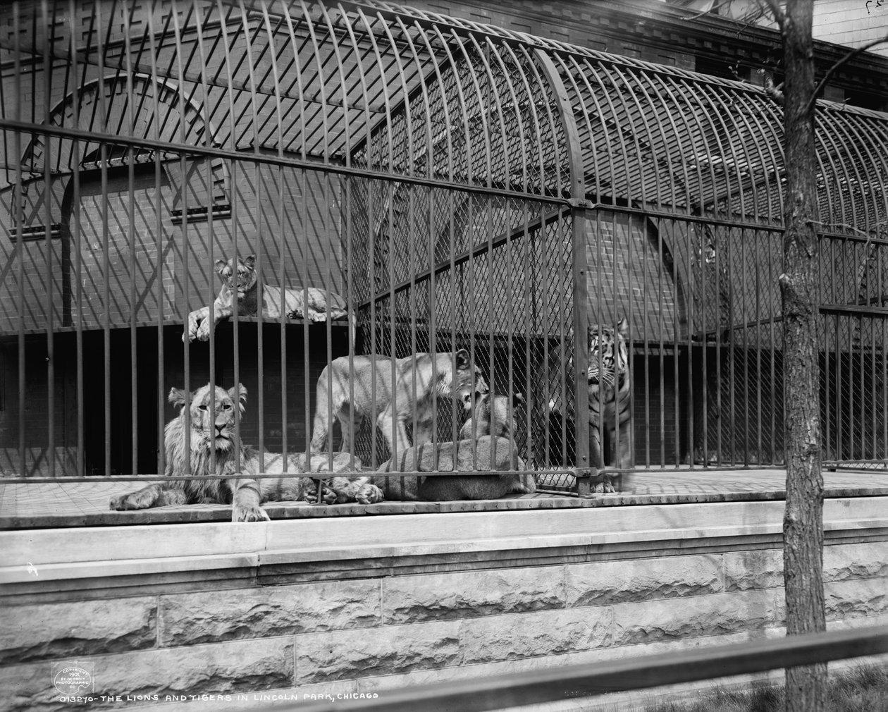 Lvi a tygři v Lincoln Park, Chicago, kolem roku 1901 od Detroit Publishing Co.