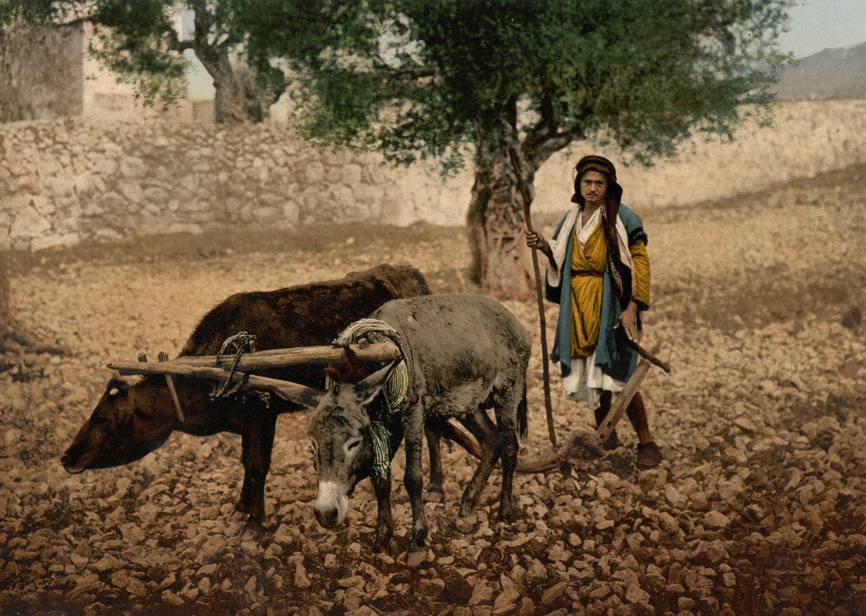 Rodák z Palestiny pracující s volem a oslem, Svatá země, kolem 1890-1900 (fotochromovaný tisk) od Detroit Photographic Co.