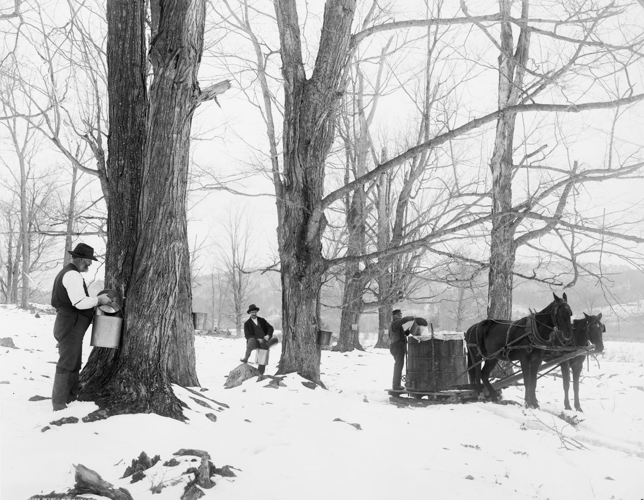 Sbírání mízy v táboře s javorovým cukrem ve Vermontu od Detroit Publishing Co.