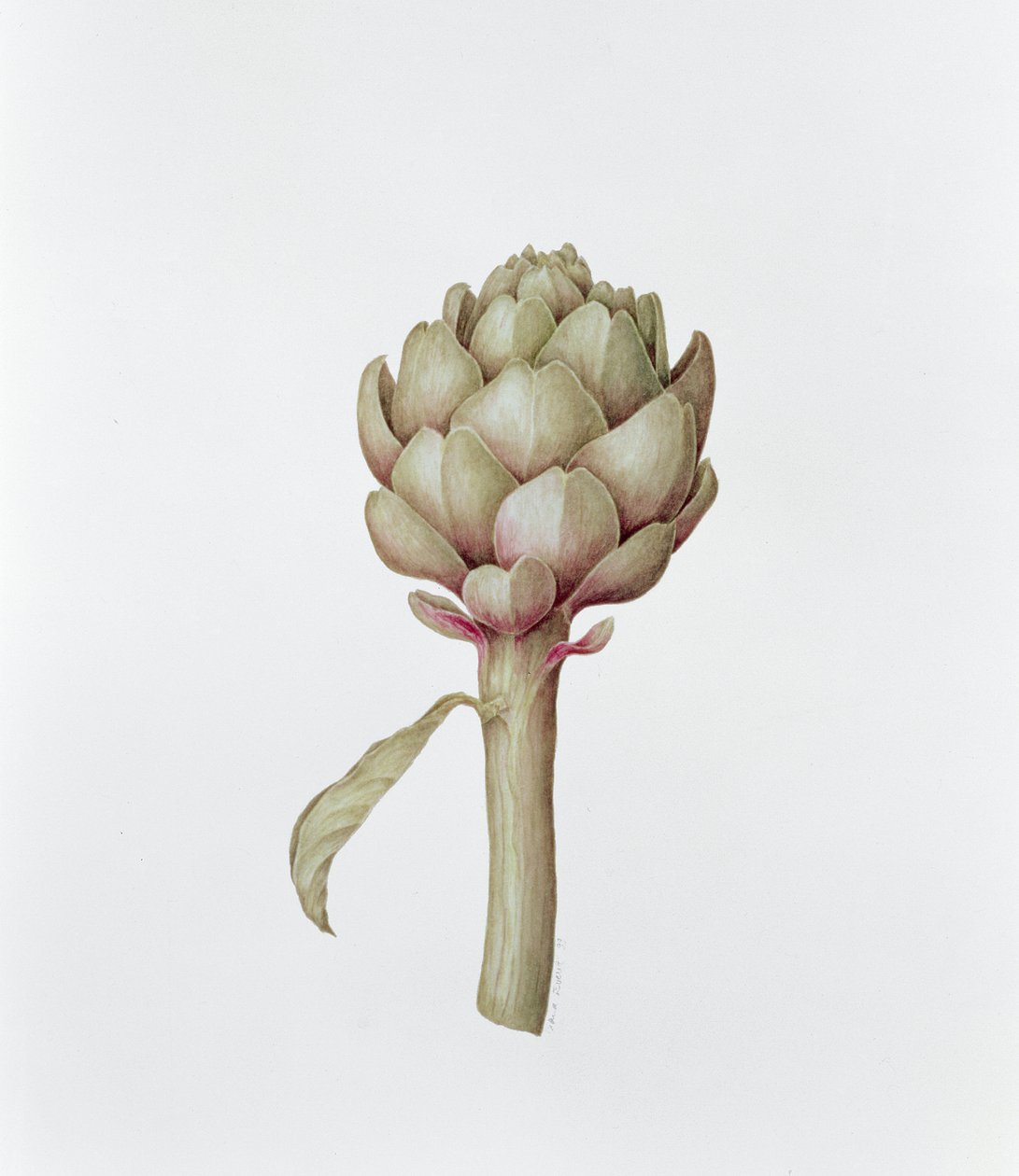 Artyčok, 1999 od Diana Everett