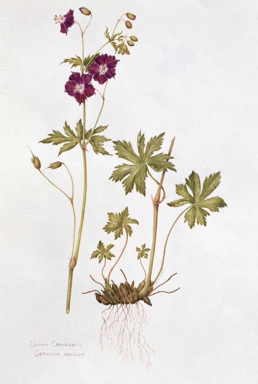 Dusky Cranesbill (wc na papíře) od Diana Everett