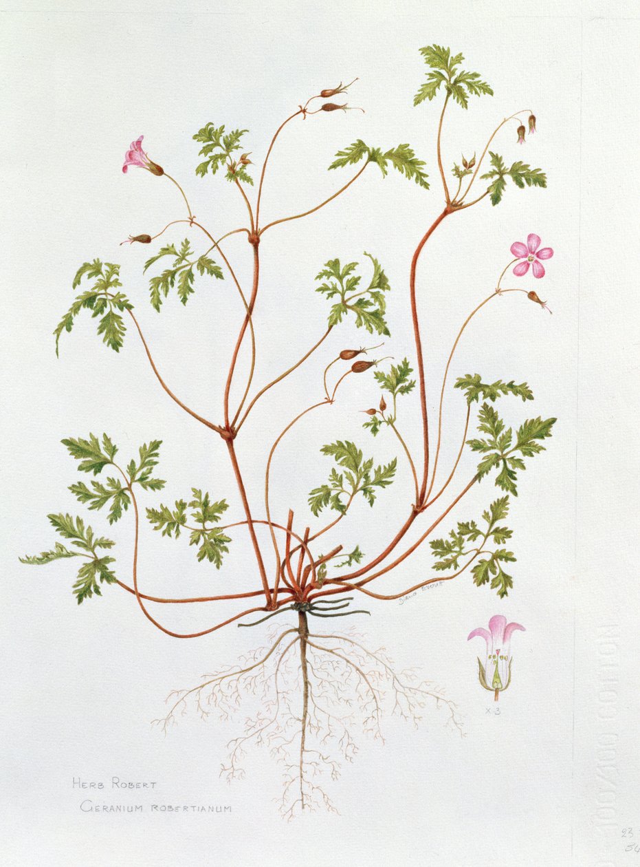 Herb Robert (wc na papíře) od Diana Everett