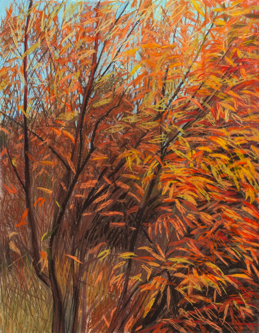 Rudá vrba 1a, 2021 (pastel na papíře) od Diana Jahns